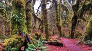 آموزش عکاسی منظره - پارک ملی المپیک واشنگتن Lynda - Landscape Photography: Washington's Olympic National Park