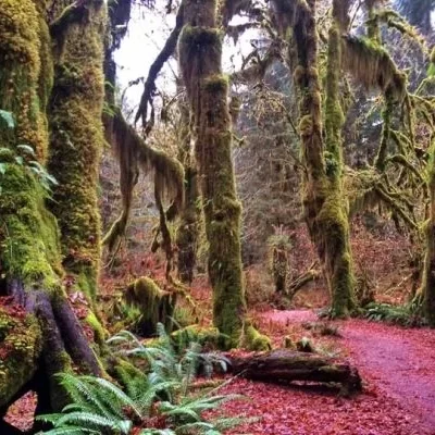 آموزش عکاسی منظره - پارک ملی المپیک واشنگتن Lynda - Landscape Photography: Washington's Olympic National Park